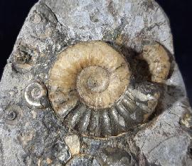 Ammoniten - Sonstige - Asteroceras confusum SPATH 1925